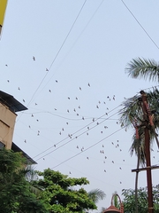 Columba livia domestica