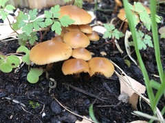 Galerina patagonica