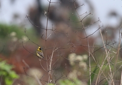 Pachyphantes superciliosus