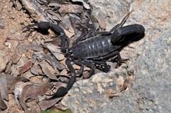 Teruelius grandidieri