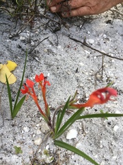 Babiana ringens australis