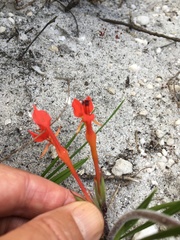 Babiana ringens australis