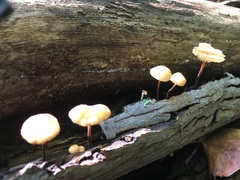 Marasmius delectans