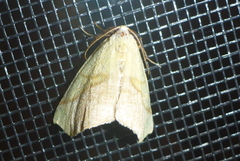Sicya macularia