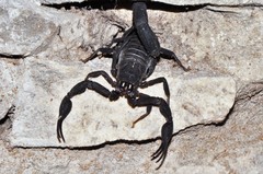 Teruelius grandidieri