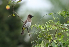 Pycnonotus barbatus tricolor