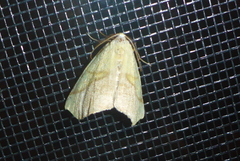 Sicya macularia