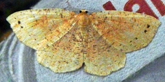 Apodrepanulatrix liberaria