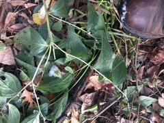 Lithospermum latifolium