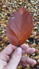 Fagus sylvatica