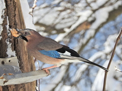 Garrulus glandarius