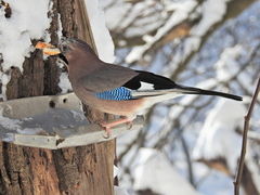 Garrulus glandarius