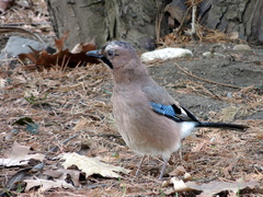 Garrulus glandarius