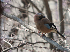 Garrulus glandarius