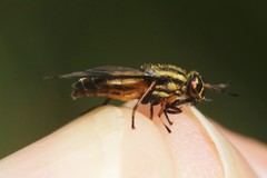 Chrysops aberrans