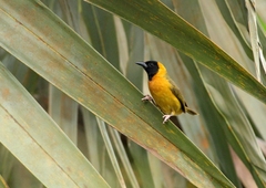 Ploceus subpersonatus