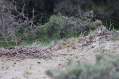Nubra Pika photo 2