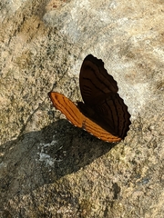 Pseudergolis wedah
