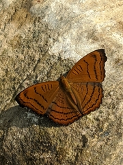 Pseudergolis wedah