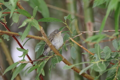 Phylloscopus sindianus