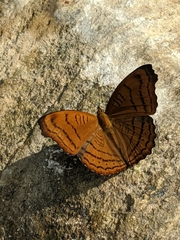 Pseudergolis wedah