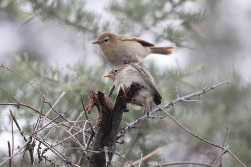 Mountain Chiffchaff