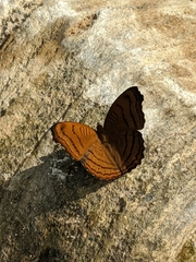 Pseudergolis wedah