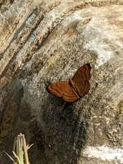 Pseudergolis wedah