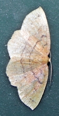 Apodrepanulatrix liberaria