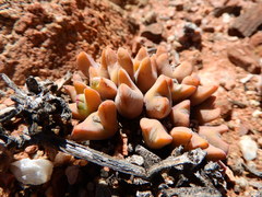 Conophytum bilobum