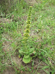 Crassula capitella capitella