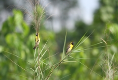 Pachyphantes superciliosus