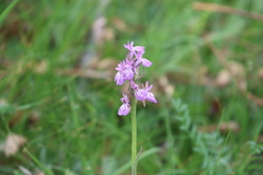 Dactylorhiza hatagirea