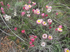 Achyranthemum affine