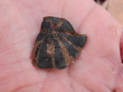 Psammobates tentorius trimeni