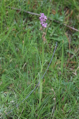 Dactylorhiza hatagirea