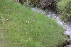 Dactylorhiza hatagirea