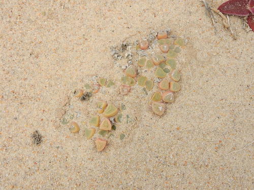 Fenestraria rhopalophylla