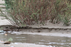 Calandrella acutirostris