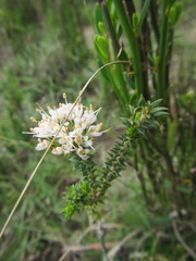 Agathosma hirta