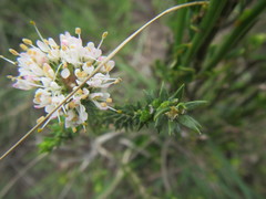 Agathosma hirta