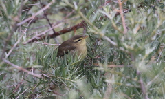 Phylloscopus griseolus