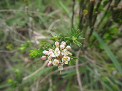Agathosma hirta