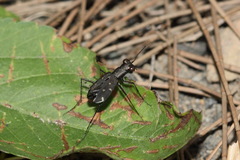 Cylindera kaleea angulimaculata
