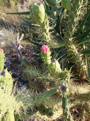 Austrocylindropuntia subulata