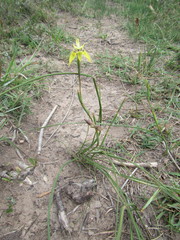 Moraea inconspicua