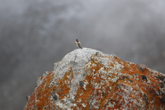 Leucosticte brandti