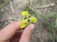 Moraea inconspicua