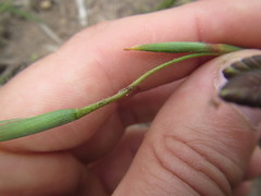Moraea inconspicua