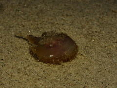 Ogcocephalidae